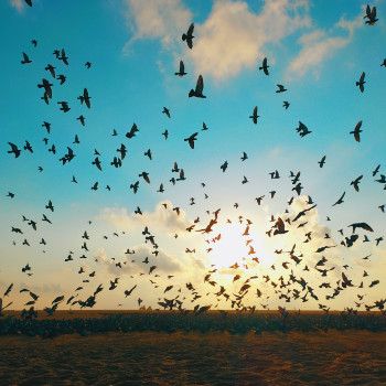 Laurier research centre leads new international partnership to address how equity and accessibility are addressed within climate action planning