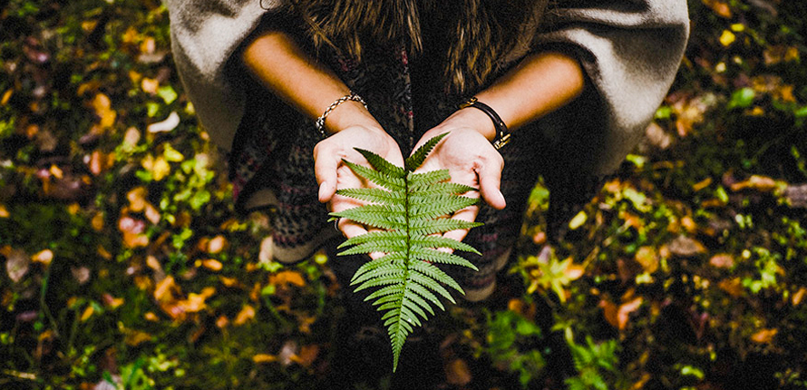 person holding a frond